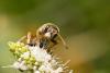 333936 – Photo : Jean-Laurent HENTZ – France (30)