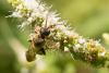 333937 – Photo : Jean-Laurent HENTZ – France (30)
