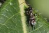 333883 – Photo : Jean-Sébastien Carteron – France (26)