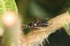 333884 – Photo : Jean-Sébastien Carteron – France (26)