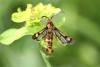 333931 – Photo : Cédric Alonso – France (31)