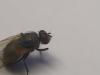 Hydrotaea sp.