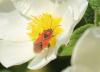 333586 – Photo : Philippe Fourtier – France (06)