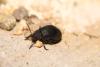 333343 – Photo : Daniel INGREMEAU – France (36)