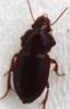 333510 – Photo : michèle hirigoyen – France (40)