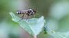 333377 – Photo : Daniel Ventard – France (71)
