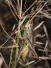 333587 – Photo : Cédric Mondy – France (56)
