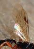 333902 – Photo : Catherine Reymonet-Smitten – France (19)