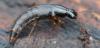 333437 – Photo : Christian Berquer – France (05)