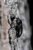 333998 – Photo : BourrinOman – France (83)