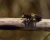 333719 – Photo : Didier GODREAU – France (85)