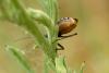 333691 – Photo : Armelle Chapman – France (67)