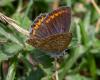 333737 – Photo : lguez – France (29)