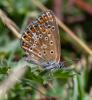 333736 – Photo : lguez – France (29)