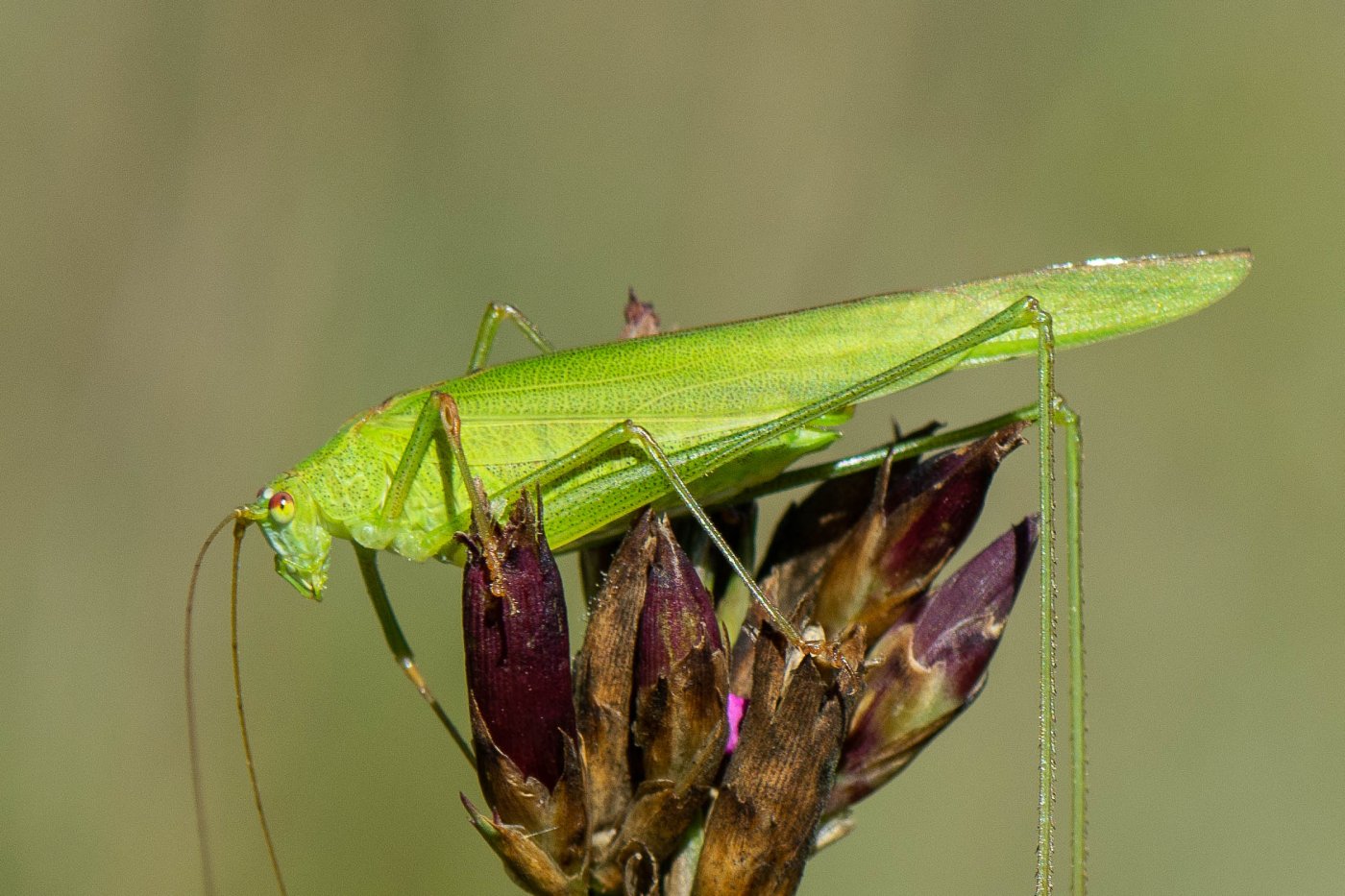 Bernard Saquet - Phaneroptera falcata - réf. 333188 (1400 x 933 pixels, 220 ko)