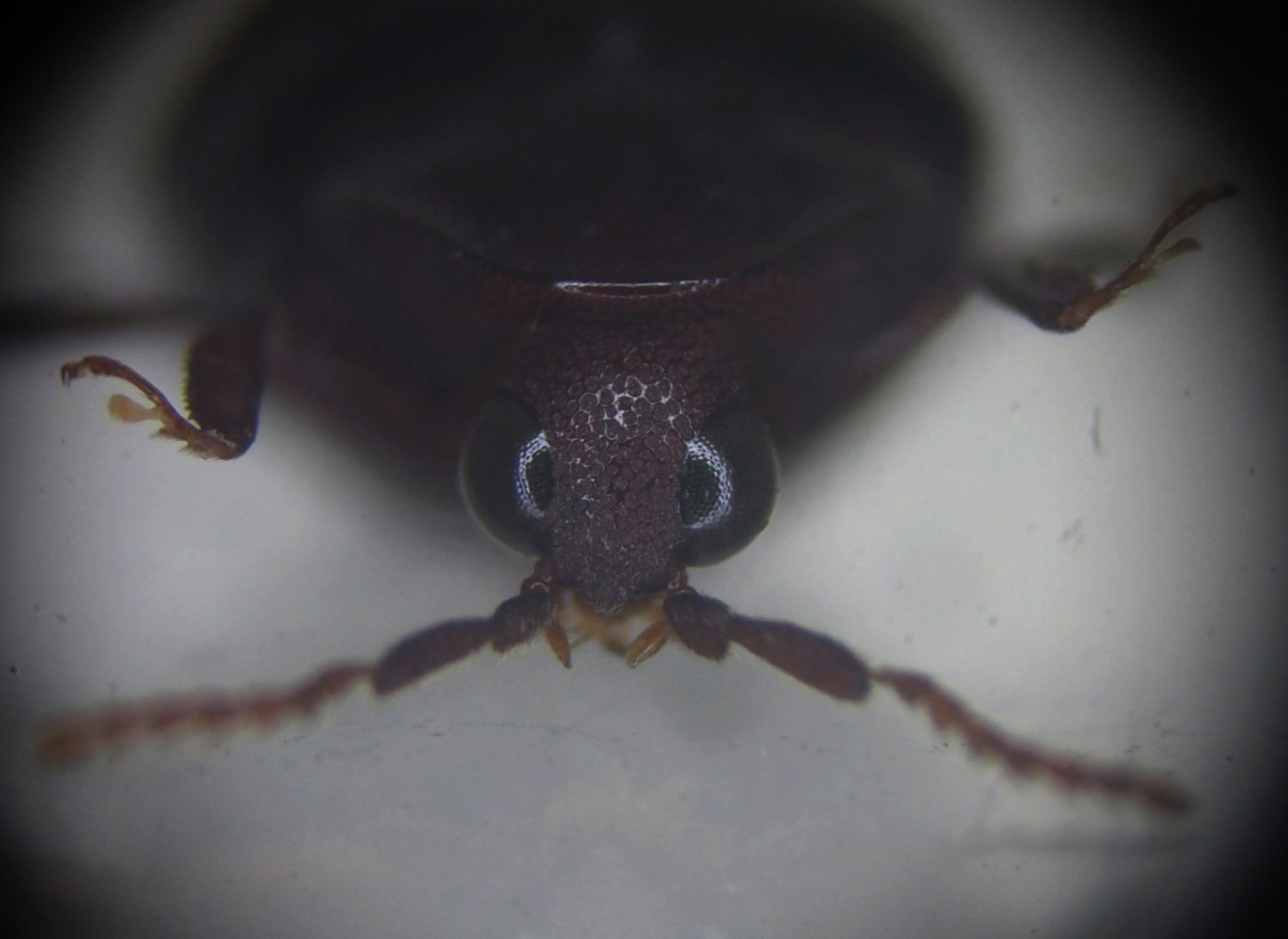 M. Bellifa - Chelonarium sp. - réf. 333291 (1500 x 1093 pixels, 111 ko)