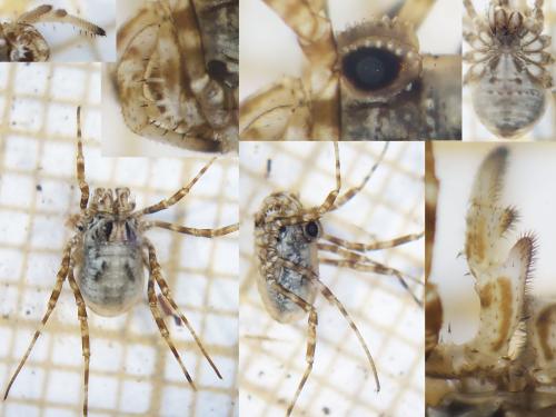 Réf. 334 516 : Megabunus vignai