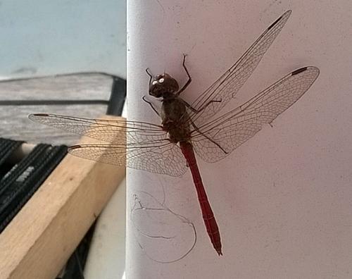 Réf. 334 372 : Sympetrum meridionale