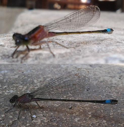 Ischnura elegans