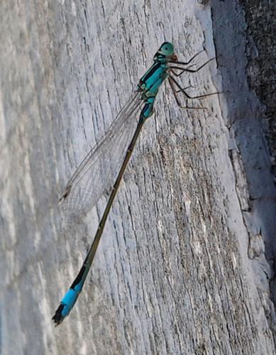 Ischnura elegans