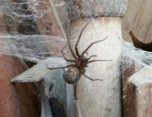 Eratigena sp.
