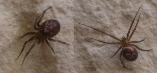 Steatoda grossa