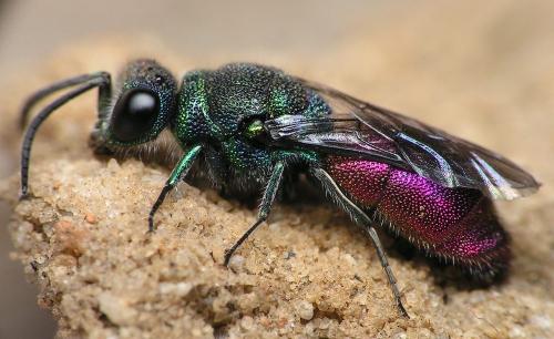 Réf. 334 650 : Chrysis sp.