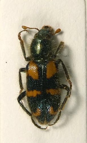 Trichodes cruciatus