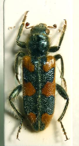 Réf. 334 318 : Trichodes turkestanicus