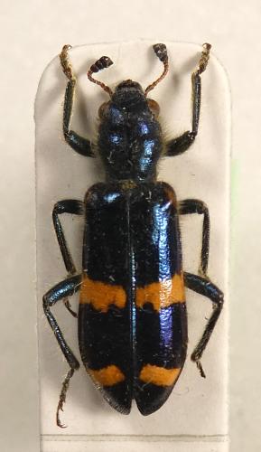 Réf. 334 452 : Trichodes ircutensis