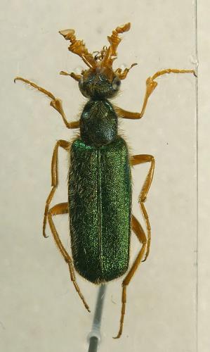Réf. 334 809 : Cerocoma graeca