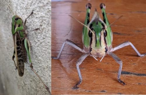 Réf. 334 624 : Locusta migratoria