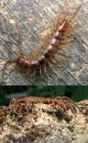 Lithobius sp.