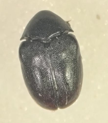 Réf. 334 846 : Orphilus beali