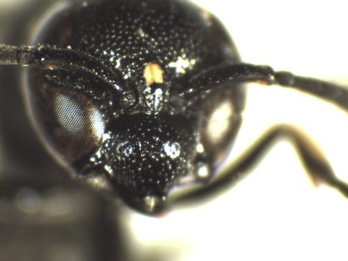 Réf. 334 035 : Stenodynerus xanthomelas