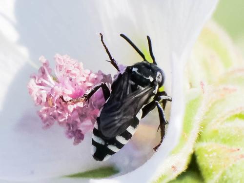 Triepeolus tristis