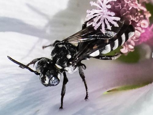 Réf. 334 689 : Triepeolus tristis