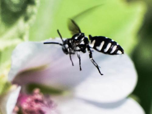 Réf. 334 690 : Triepeolus tristis