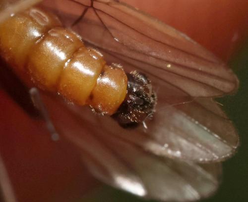 Nemoura cinerea