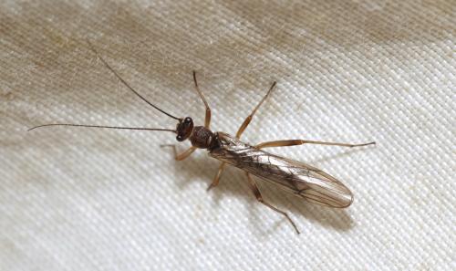 Nemoura cinerea