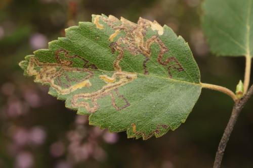 Stigmella betulicola
