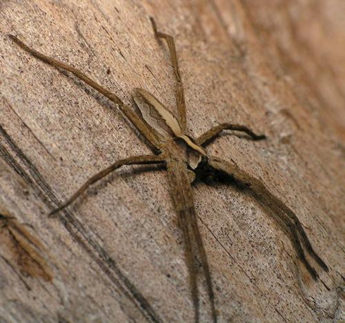 Réf. 334 101 : Pisaura mirabilis