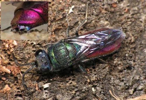 Réf. 334 651 : Chrysis sp.