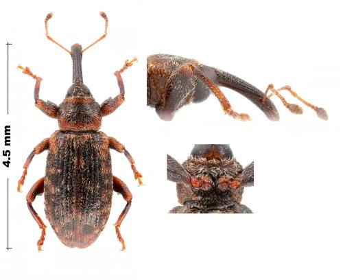 Réf. 334 988 : Dorytomus taeniatus