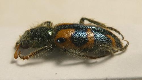 Trichodes cruciatus