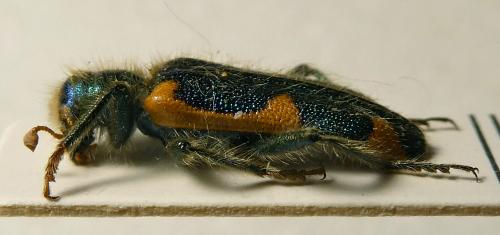 Trichodes axillaris