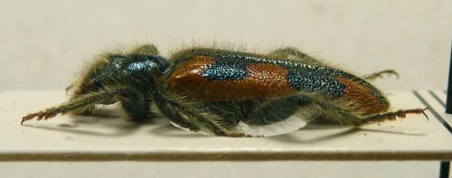 Trichodes turkestanicus