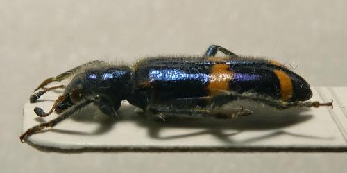 Trichodes ircutensis