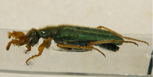 Cerocoma graeca