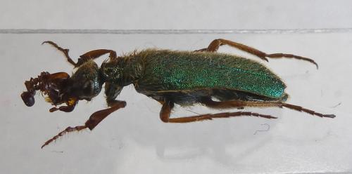 Cerocoma adamovichiana